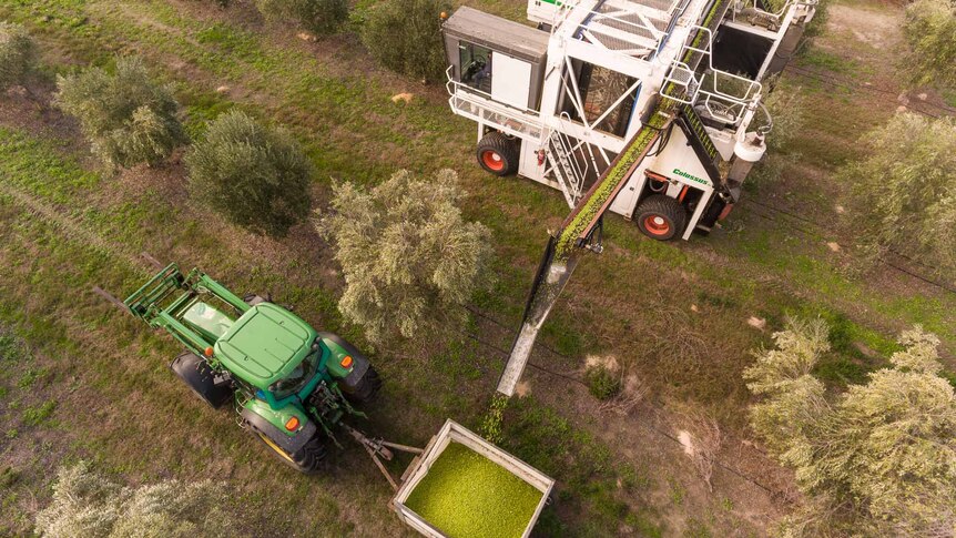A tractor pulls a bin full of olives, which is receiving olives from a bigger machine