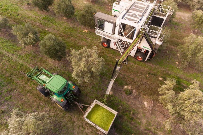 A tractor pulls a bin full of olives, which is receiving olives from a bigger machine