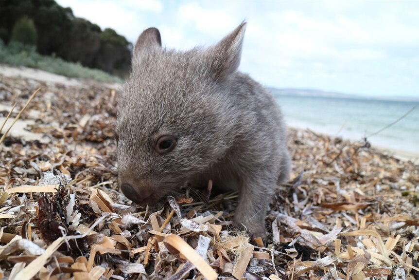 Baby wombat on a beach