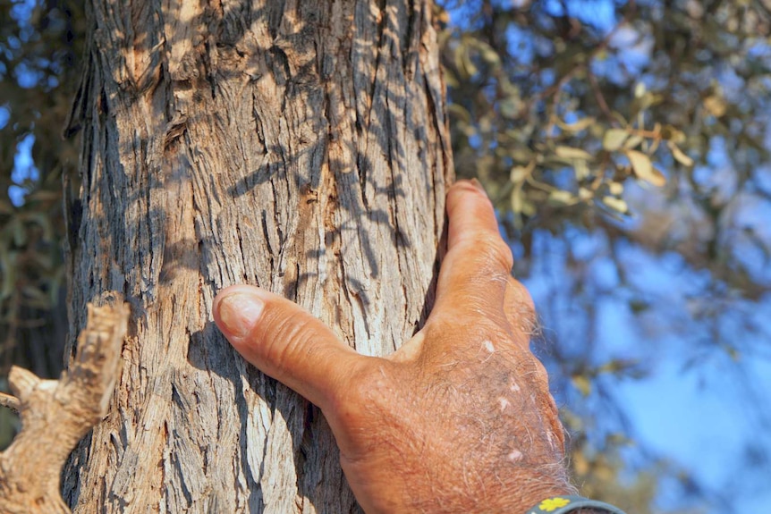 A hand rests on a tree trunk