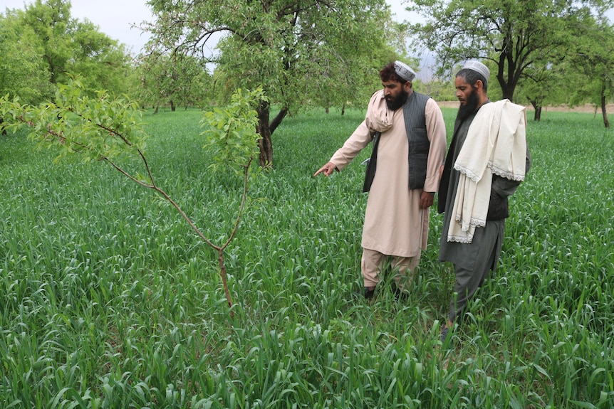 two men in a green field pointing at the ground