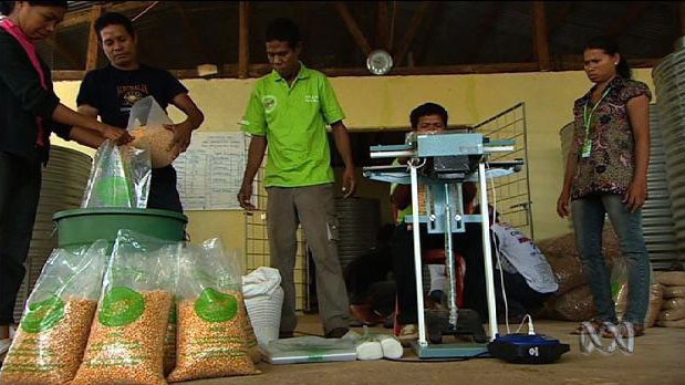 People weigh corn into plastic bags