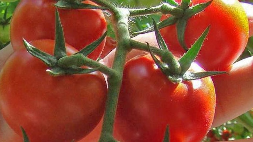 Fresh tomatoes