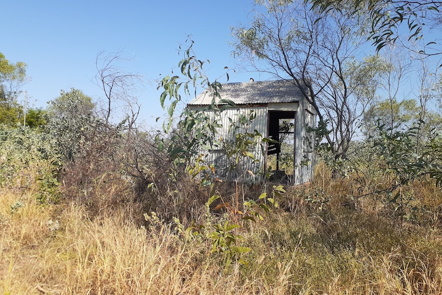 A small tin shed overgrown with wattle trees and grass