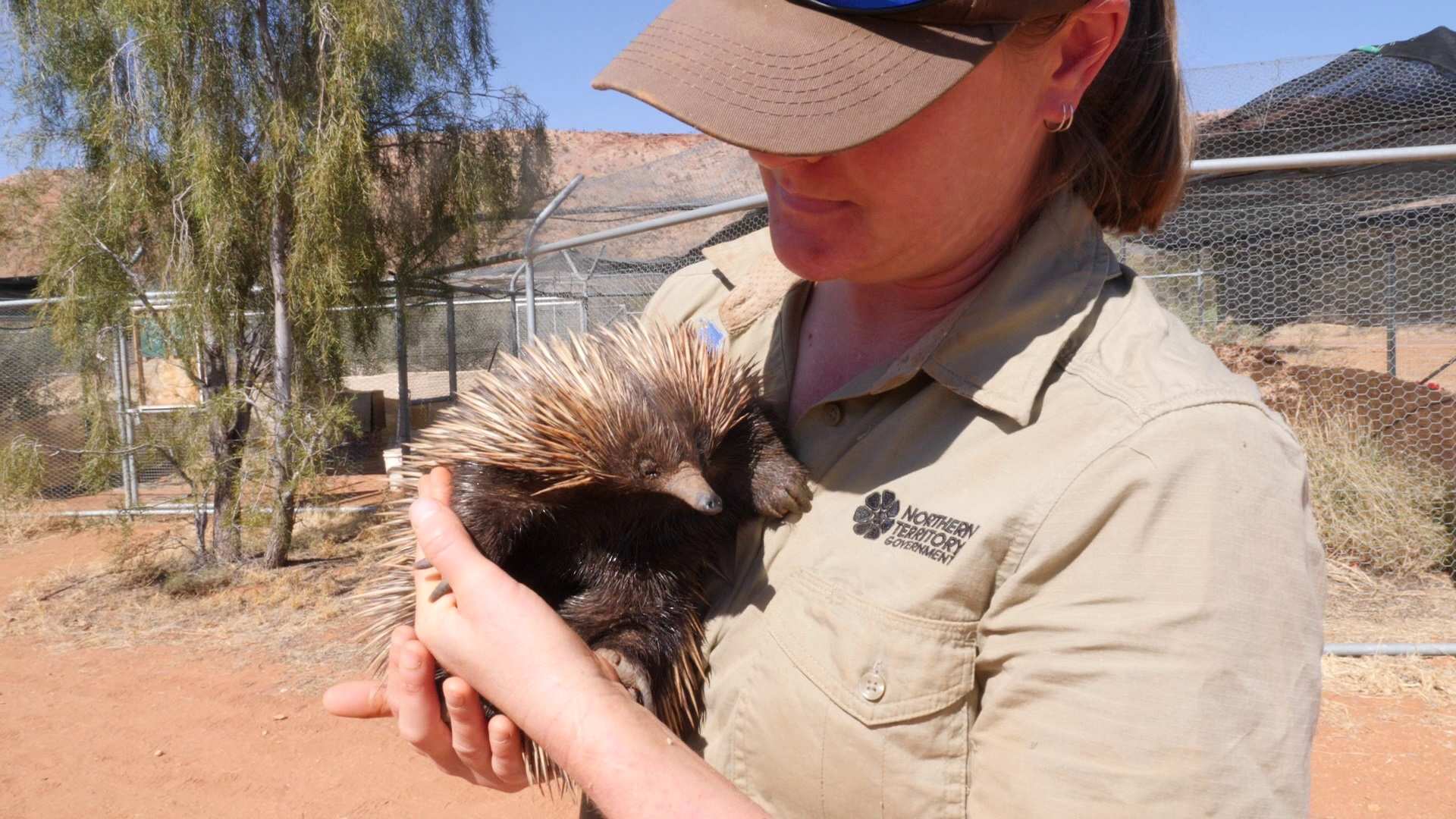 Echidna Spikes Drinks After Late Night Rampage Through Bottle Shop Abc News