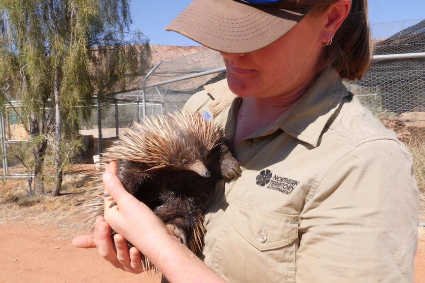 zookeeper from Alice Springs Desert Park dressed in uniform holding Ina