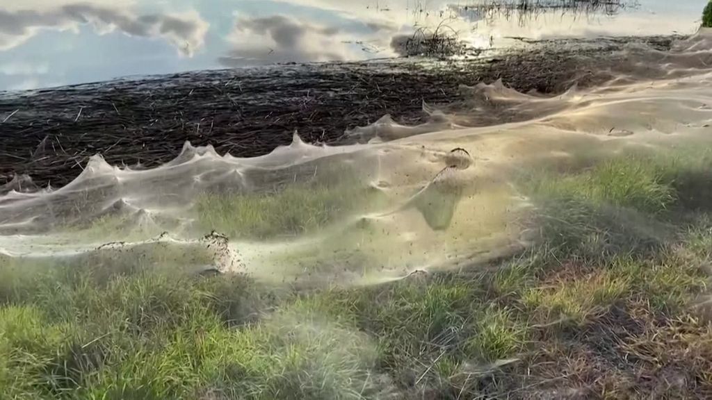 Gippsland Is Covered In Webs From Spiders Escaping Floodwaters Abc News