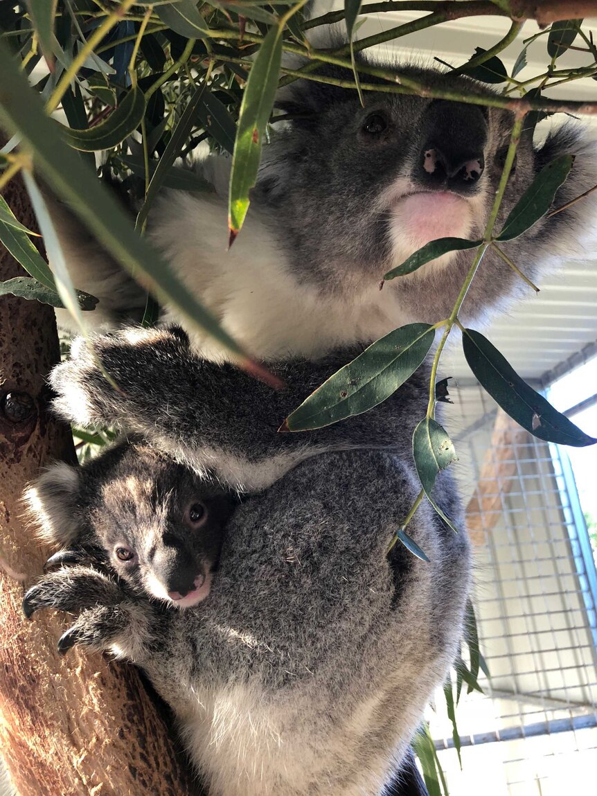 Koala with joe sitting in fork of tree trunk in cage