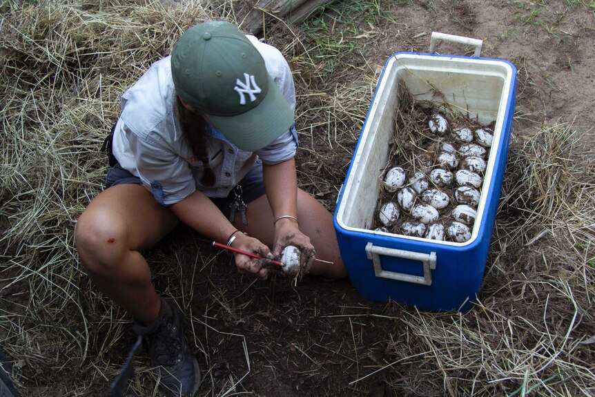 a woman draws a line on a crocodile egg with a box full of eggs next to her.