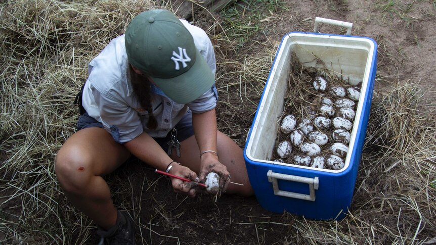 a woman draws a line on a crocodile egg with a box full of eggs next to her.