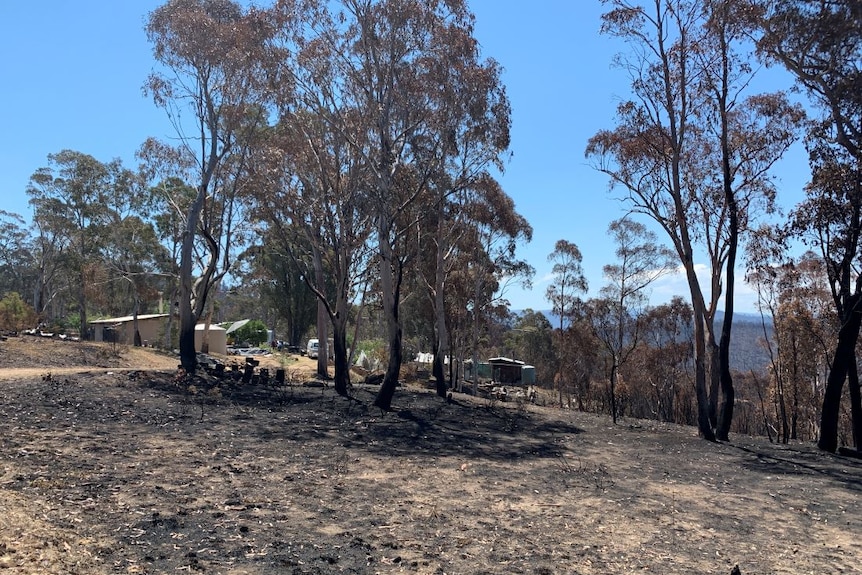 Black soil and blackened tree trunks in a paddock with a house and sheds just metres away.