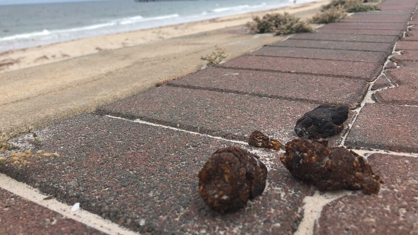 Dog poo left on a footpath at an Adelaide beach