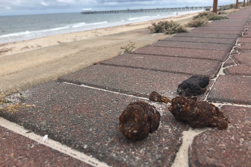 Dog poo left on a footpath at an Adelaide beach