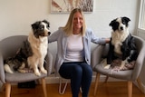 woman sits between two support dogs