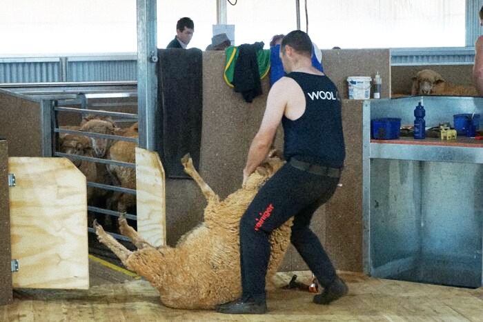 A shearer drags a sheep from the catching pen to his shearing position in a new state of the art shed.
