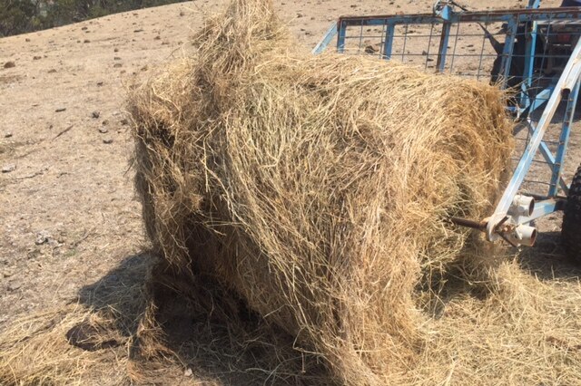 Hay bales are scarce in Tasmania