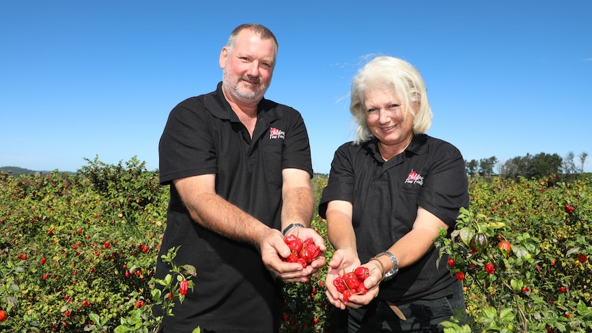 A mid shot of a man and woman standing among chilli bushes holding handfuls of carolina reapers 