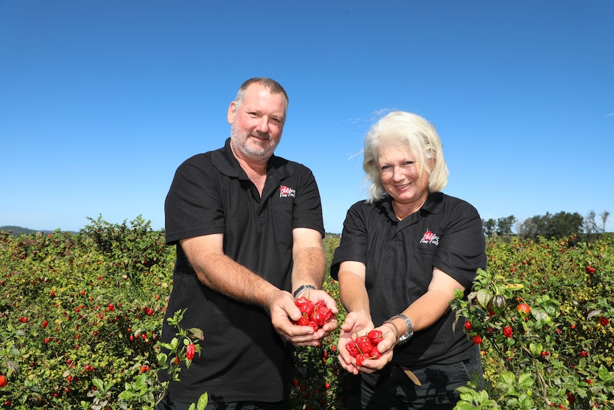 A mid shot of a man and woman standing among chilli bushes holding handfuls of carolina reapers 
