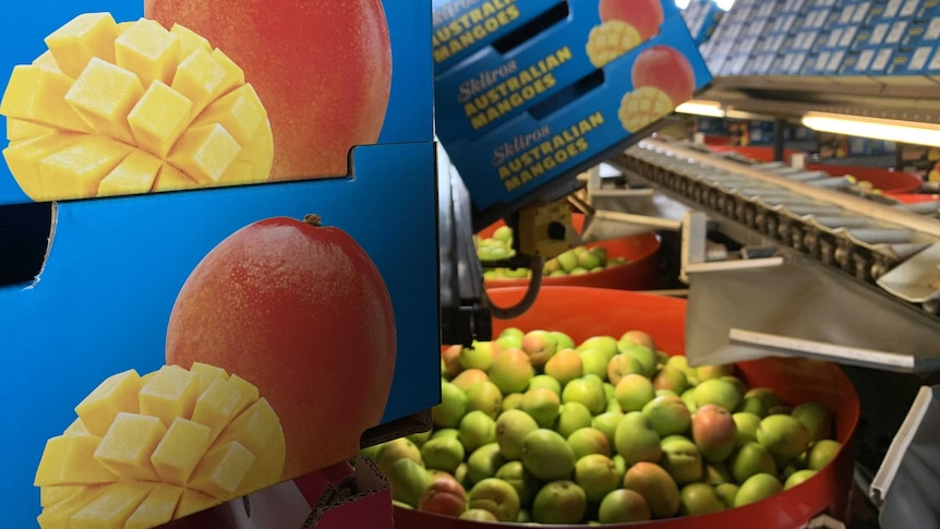 mango boxes and mangoes in a mango packing shed.