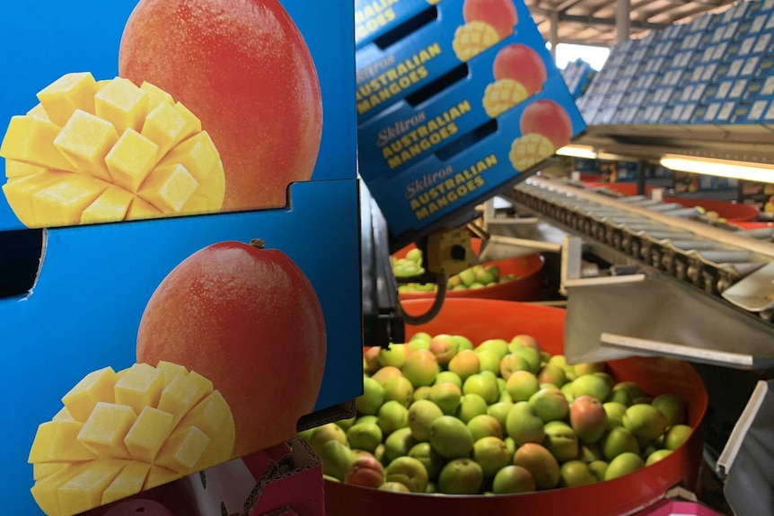 mango boxes and mangoes in a mango packing shed.