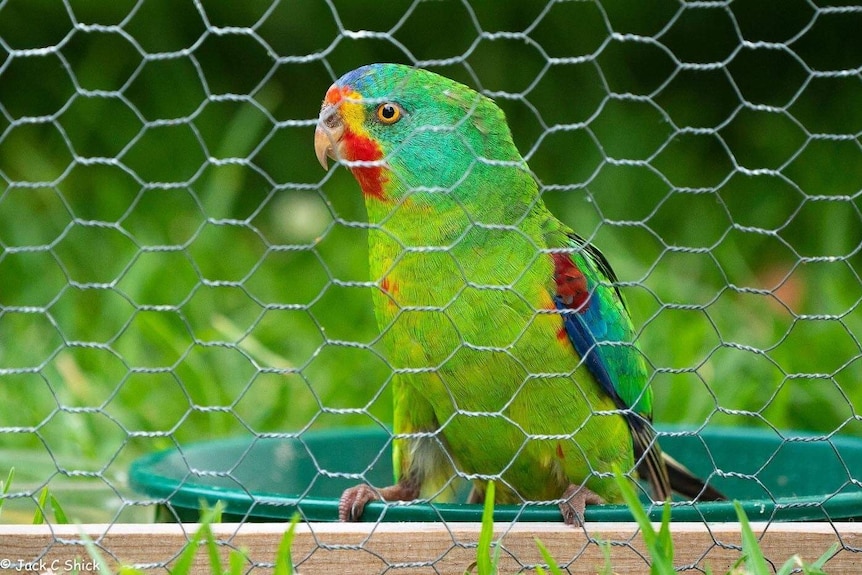 A bright green parrot with red markings looks out from a wire cage.