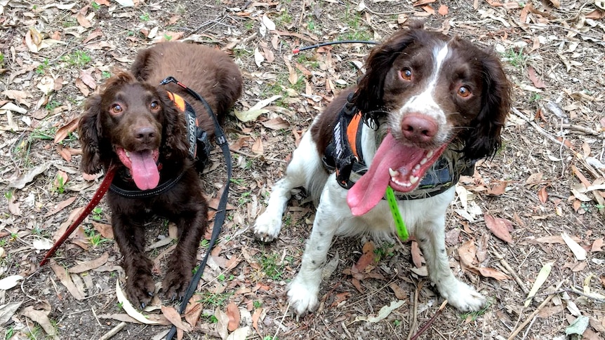 A brown dog and brown and white dog look up at the camera with tongues out
