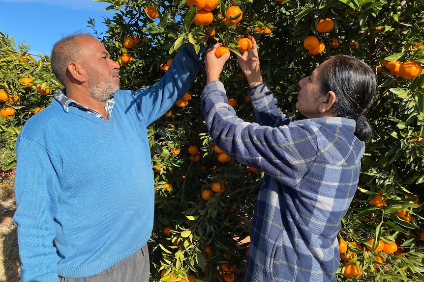 A man and a woman looking up to a mandarin tree. The woman is holding two mandarins in her hands. 