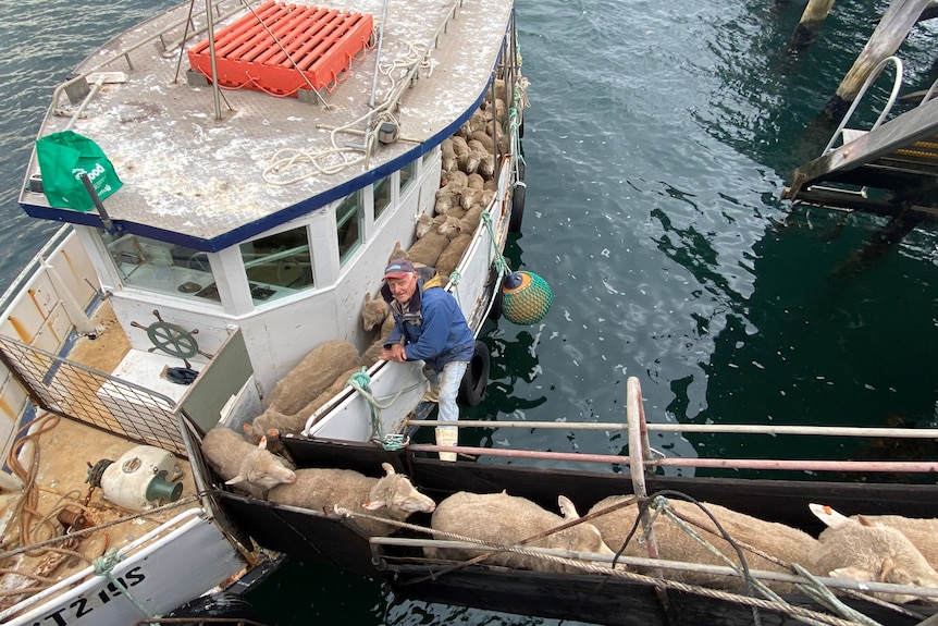 Boat at edge of wharf unloading sheep up a ramp, man hanging onto boat, on outside.