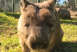 A southern hairy-nosed wombat looks straight at the camera. Grass and other wombats in background.