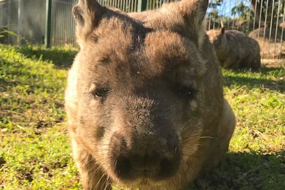 A southern hairy-nosed wombat looks straight at the camera. Grass and other wombats in background.