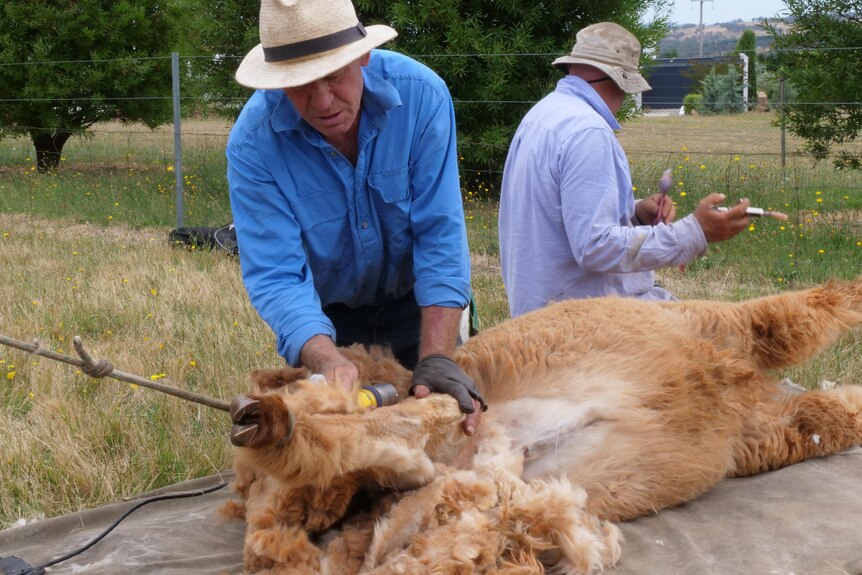 A middle-aged man shearing an alpaca.