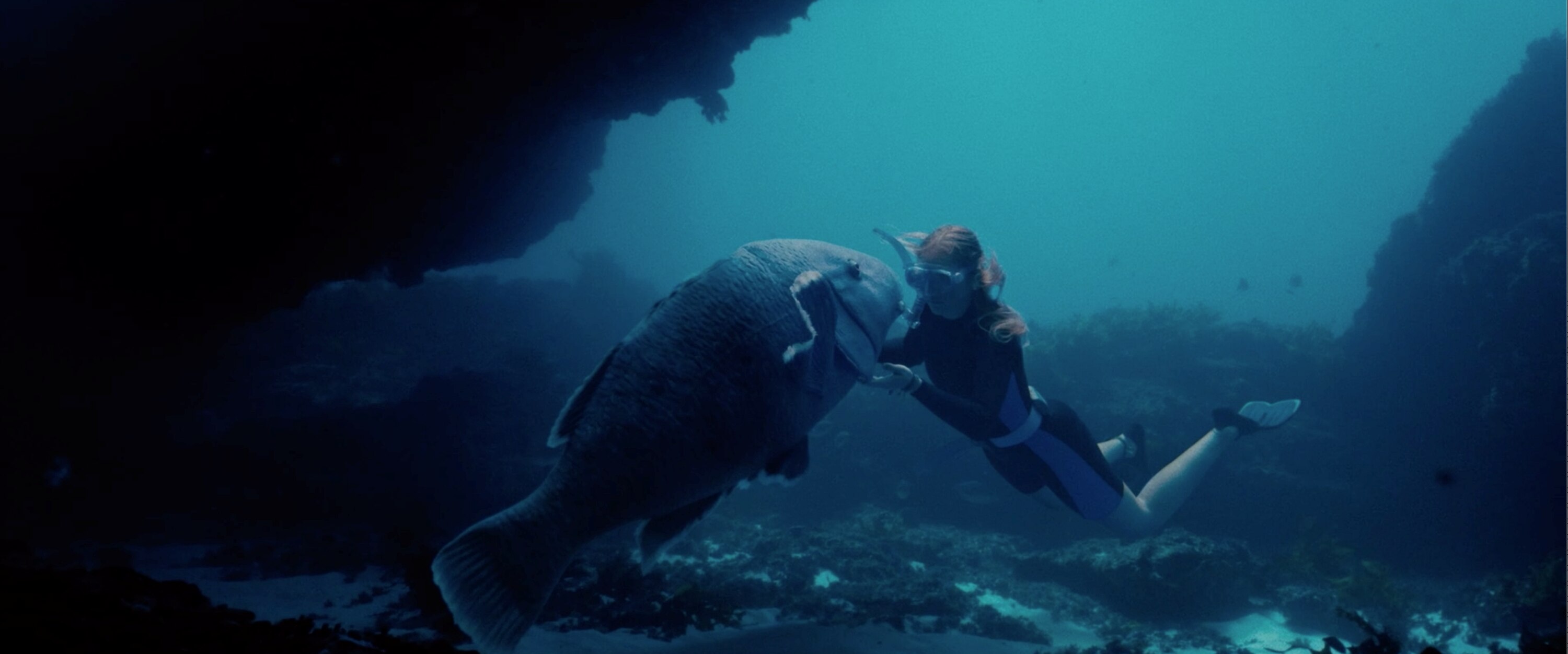 An underwater shot of a person wearing scuba gear touching an enormous fish