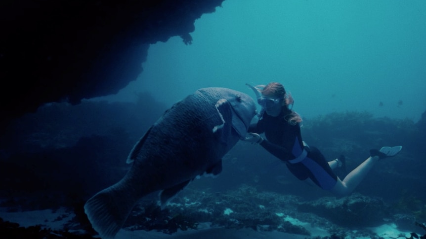 An underwater shot of a person wearing scuba gear touching an enormous fish