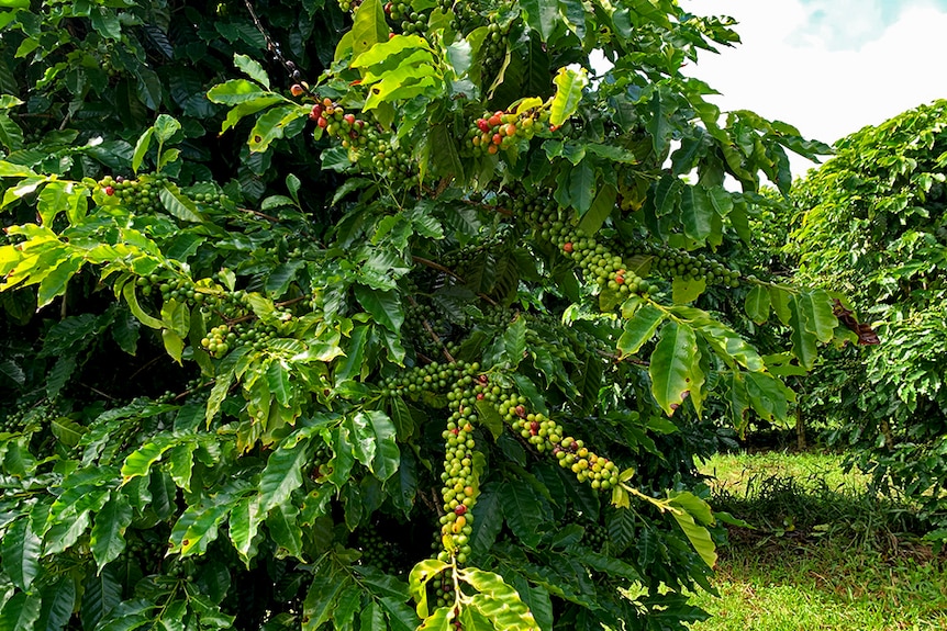Coffee tree laden with cherries.