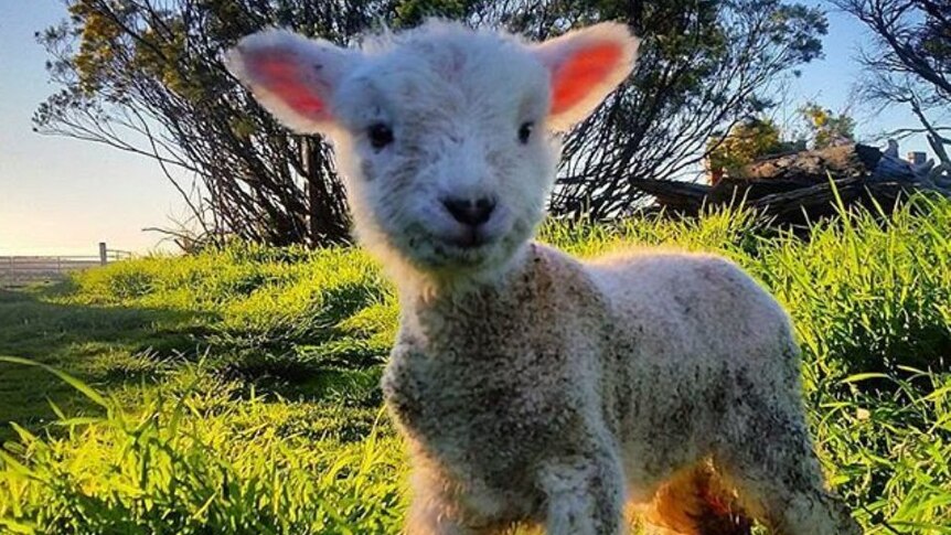 Tiny little lamb looks at camera