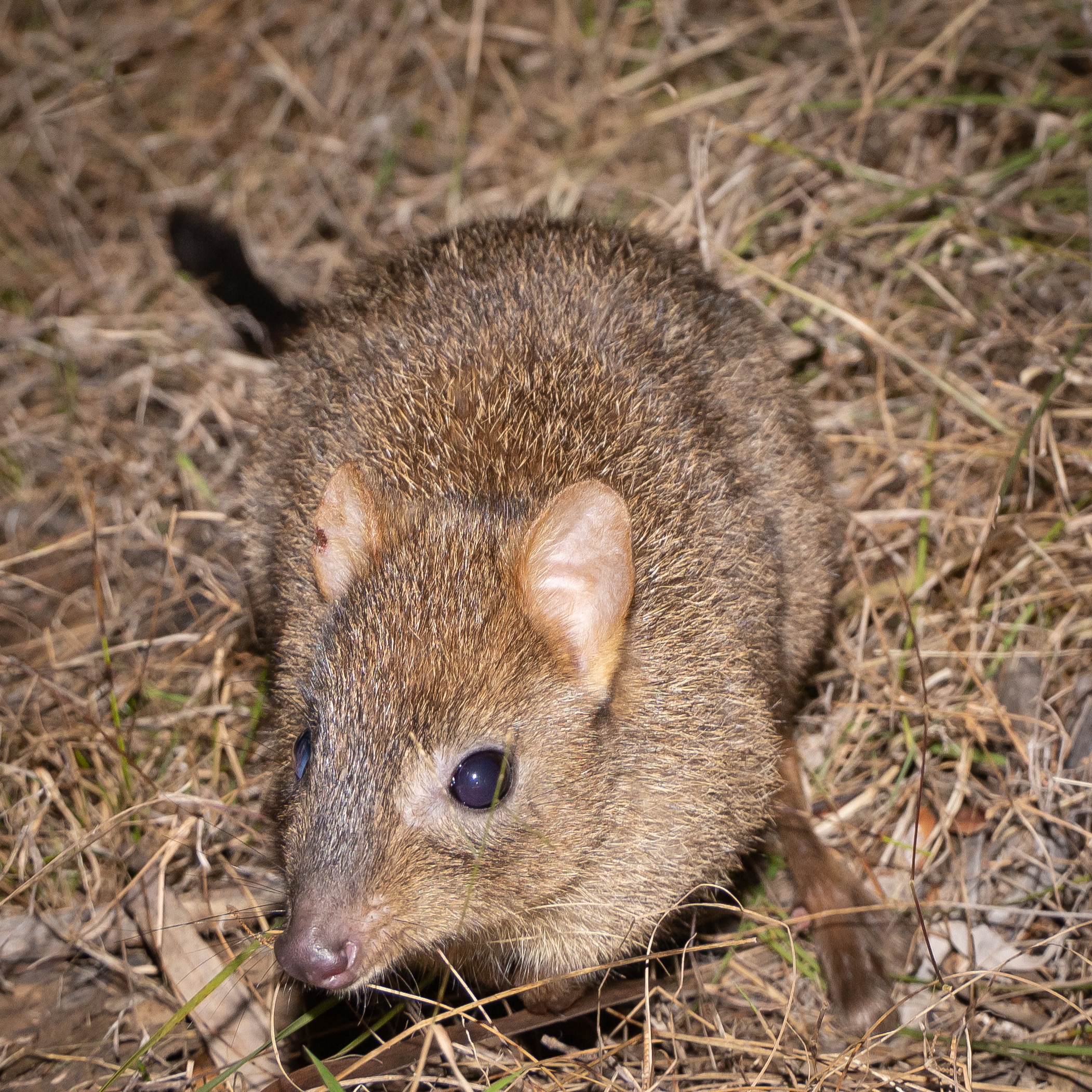 A close up of a small, flurry, brown brushed tailed bettong on dry grass.