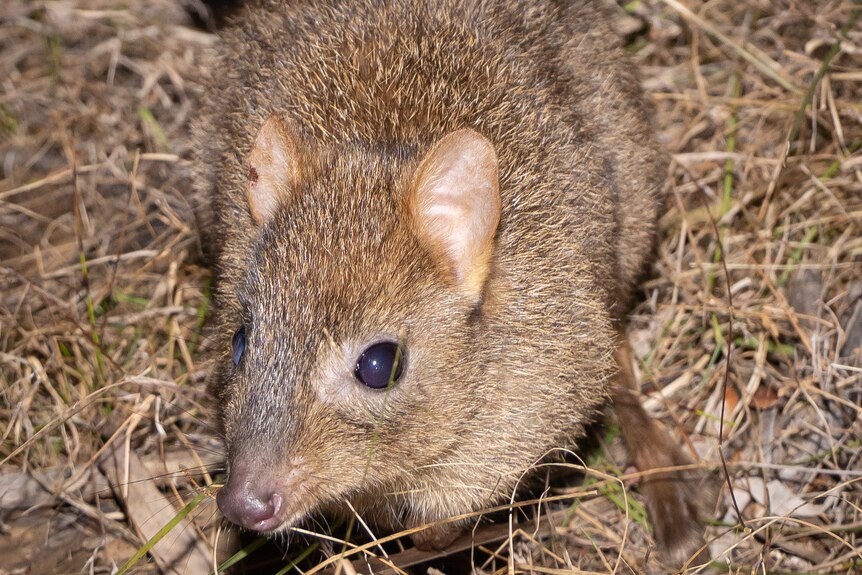 A close up of a small, flurry, brown brushed tailed bettong on dry grass.