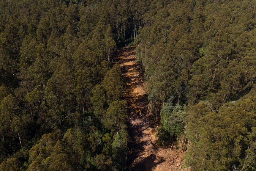 A dirt road under construction through a forest.