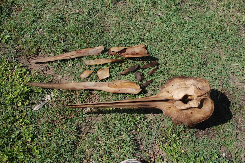 A pile of clean whale bones lying on the grass.