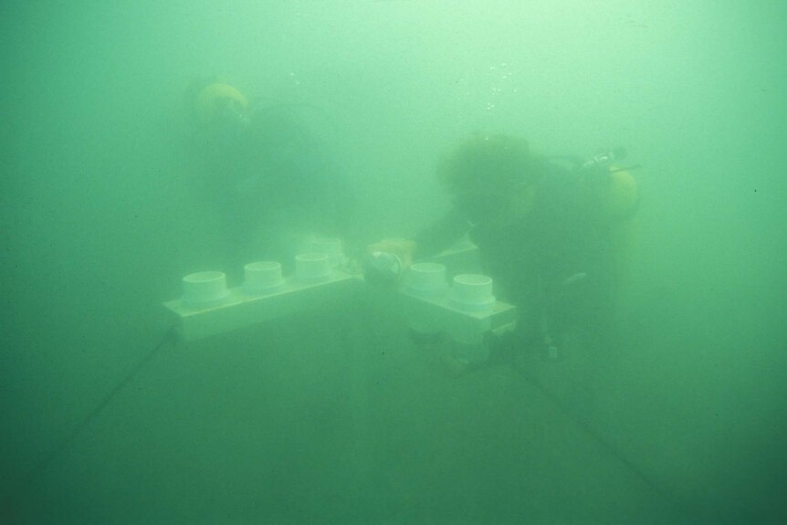 Divers work on a sediment trap on the inshore reefs.