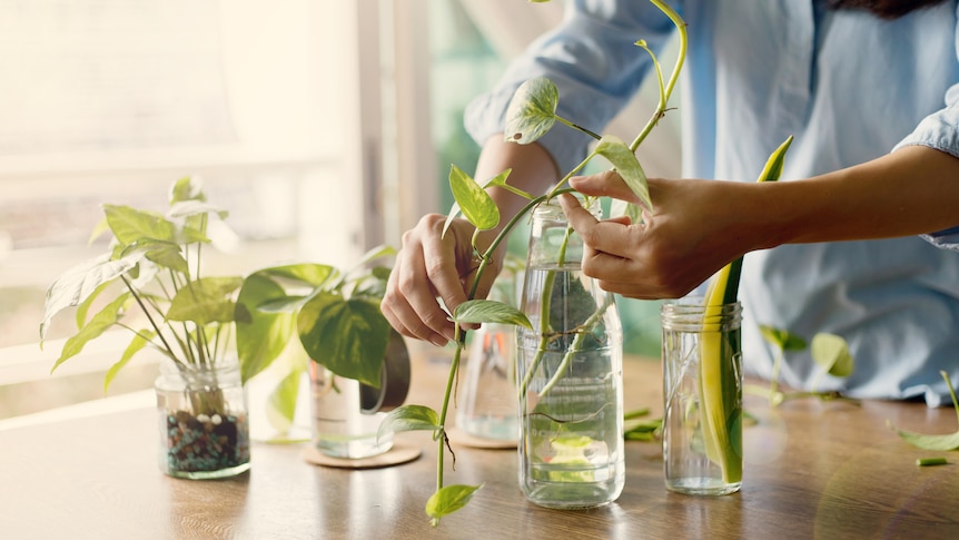 A person rearranges plants growing in jars of water