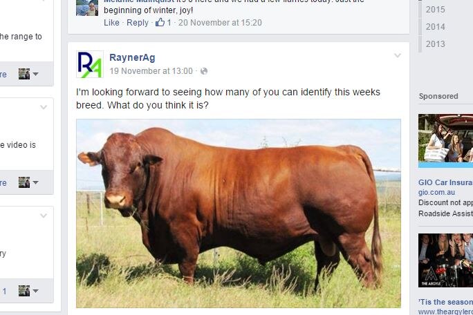A photo of a bull on Alistair Rayner's Facebook page.