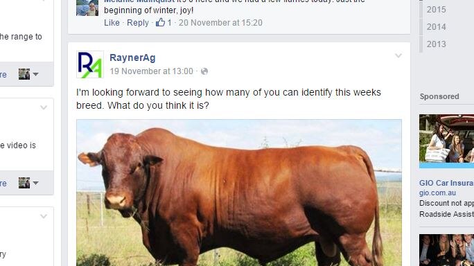 A photo of a bull on Alistair Rayner's Facebook page.