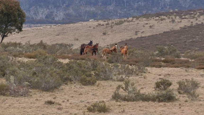 A pack of six brumbies standing in an open plan within Kosciuszko National Park.