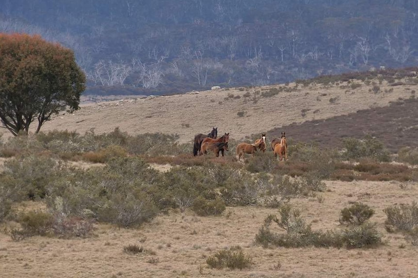 A pack of six brumbies standing in an open plan within Kosciuszko National Park.