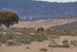 A pack of six brumbies standing in an open plan within Kosciuszko National Park.