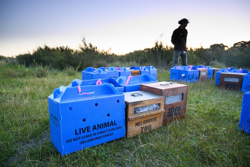 A number of blue and wood boxes sit in a paddock on French Island with bandicoots inside. A woman stands in the background.