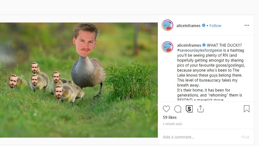 A photo of Goose from movie Top Gun is superimposed over a goose, and actor Ryan Gosling's head is pasted over some goslings.