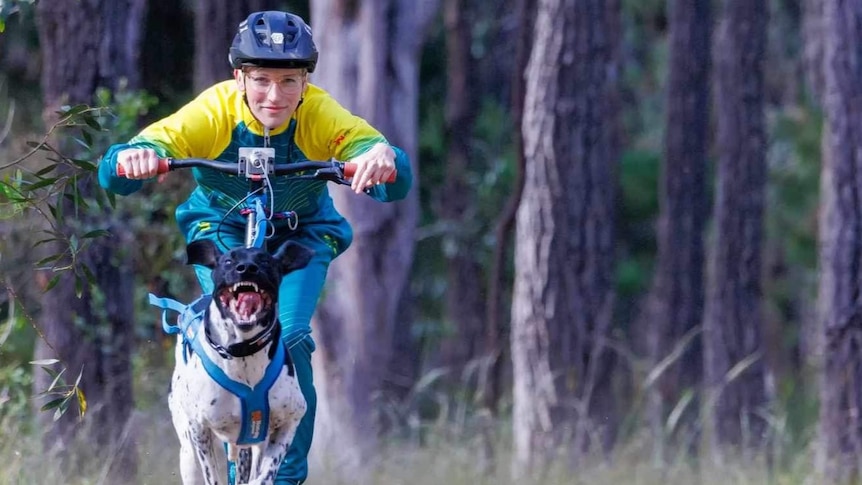 A dog pulls a bike and its rider toward the camera