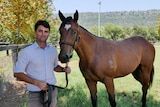 A man stands in a paddock holding a bay horse